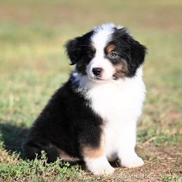 Gunner - Black tri male Miniature American Shepherd puppy in Snyder, Texas from RLA Miniature American Shepherds