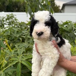 Brown collar - Parti male Goldendoodle puppy in Cape Coral, Florida from Magnolia Doodles co.