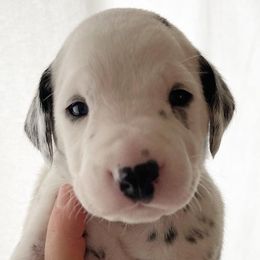 Boy 7 lime green “Willow” - White and black Dalmatian puppy in Franklin, Tennessee from Gentry’s Dalmatians