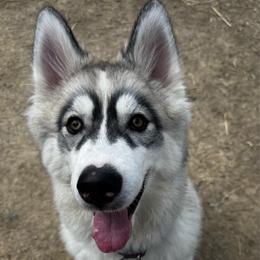 Bliss(Yuki) - Gray and white female Siberian Husky puppy in Parma, Ohio from Sirius Siberian Huskies