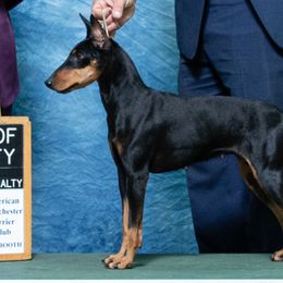 Navy - Manchester Terrier