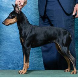 Navy - Manchester Terrier