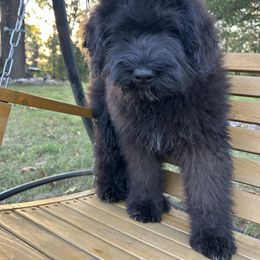 Macie - Black female Bouvier des Flandres puppy in Buffalo, Missouri from Noble Bouviers