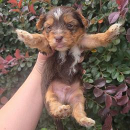 Saturn - Chocolate, tan and white male Yorkshire Terrier puppy in Lakeland, Florida from You Me & The Yorkies