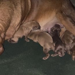Final pick female - Yellow female Labrador Retriever puppy in Tomahawk, Wisconsin from Mahner Labs