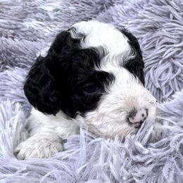 Valor - Black and white male Bernedoodle puppy in Vacaville, California from Starlight Goldendoodles