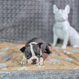 Daisy - Blue female Boston Terrier puppy in Millers Creek, North Carolina from Tumbling Shoals Hilltop Bostons