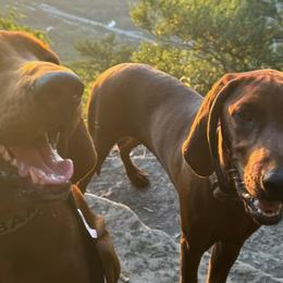 Redbone Coonhounds from Redbone Ranch
