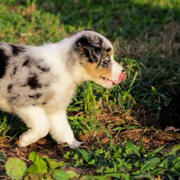 Australian Shepherd Puppies from Kenmont Kennels