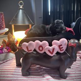 Onyx - Black male Dachshund puppy in Hudson, Michigan from Mittentail Kennel Miniature Dachshunds