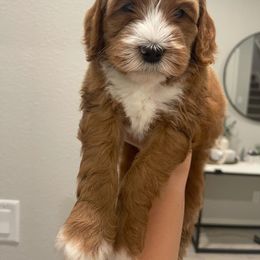 Australian Labradoodle and Goldendoodle Puppies from The Moon Doodles