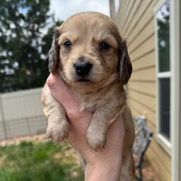 Blue - Cream male Dachshund puppy in Colorado Springs, Colorado from Sarah’s Dachshies