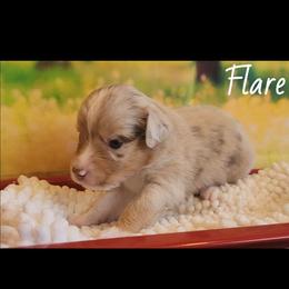 Flare - Red merle male Miniature Australian Shepherd puppy in Macomb, Missouri from Faunus Farms and Aussies
