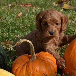 Cockapoo Puppies from Cute Cockapoos