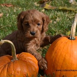 Cockapoo Puppies from Cute Cockapoos