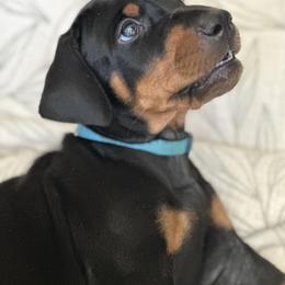 Doberman Pinscher Puppies from Noble Doberman
