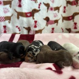 Dachshund puppies from Mad dachshunds