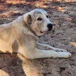 Central Asian Shepherd Dogs from Declan Farms