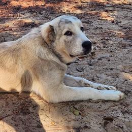 Central Asian Shepherd Dogs from Declan Farms
