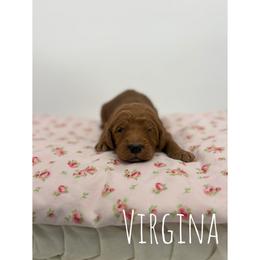 Virginia - Red  female Goldendoodle puppy in Smithfield, Kentucky from KBK9 Kennels