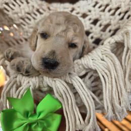 Spinach - White female Poodle puppy in Springfield, Oregon from Valaurah Farms