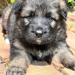 Dark male sable - Sable male German Shepherd puppy in Lordstown, Ohio from Jewels German Shepherd