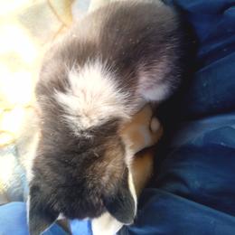 Jason - Black and white male Siberian Husky puppy in Lancaster, California from The Huskies Sanctuary