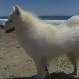Samoyed All Grown Up from Kismet