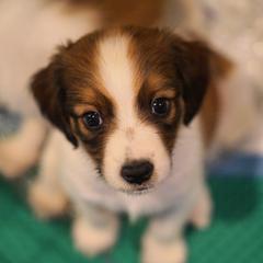 Yellow - White and red male Nederlandse Kooikerhondje puppy in Chattanooga, Tennessee from Criterion Kooikerhondjes