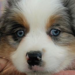 BMM3 - Blue merle male Miniature American Shepherd puppy in Elgin, Oregon from LongMile Aussies