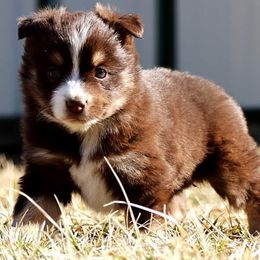 Toy Australian Shepherds from Marvel T Farm
