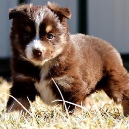 Toy Australian Shepherds from Marvel T Farm