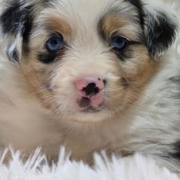 KB.BMM - Blue merle male Miniature Australian Shepherd puppy in Deer Lodge, Tennessee from KSH Aussie Haven