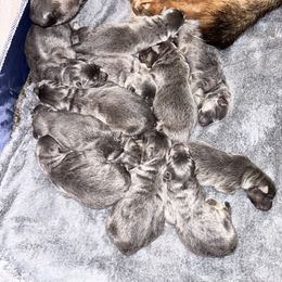 German Shepherd Puppies from M&M Shepherd Farms