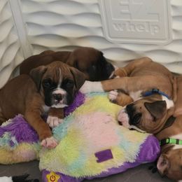 Simon - Fawn male Boxer puppy in Kirskville, Missouri from Elevated Boxers