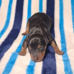 Blaze - Black and rust male Miniature Pinscher puppy in Grove, Oklahoma from K&J's Min Pins Of Grand Lake