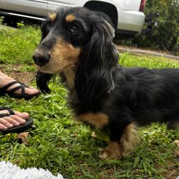 Wayne - Dachshund