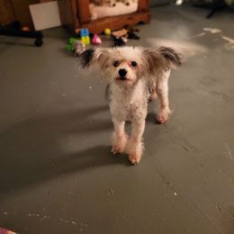 Chinese Crested and Shih Tzu All Grown Up from Wuppie Tree House