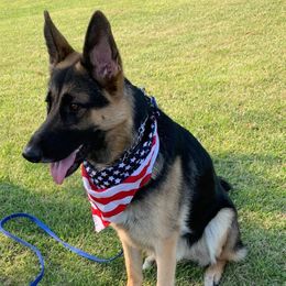 German Shepherds from Orion’s German Shepherds