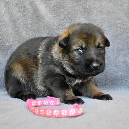 Dark Pink - Sable female German Shepherd puppy in Cherryville, North Carolina from Masky Kennel