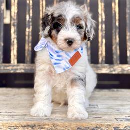 Boy 3 - Merle male Bernedoodle puppy in Salt Lake County, Utah from Coco Avenue Pups