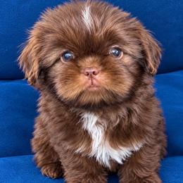 Leo - Liver and white male Shih Tzu puppy in Monrovia, California from Sunrise Shihtzu Blossom
