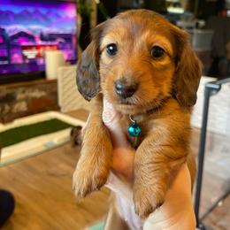 Teal - Red female Dachshund puppy in Federal Way, Washington from TopTeckel Kennels