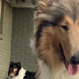 Collies from Malloy’s Providence Ranch