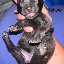 Yellow - Black brindle female Dutch Shepherd puppy in Raceland, Louisiana from Fontana Farm