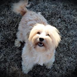 Natasha - Havanese
