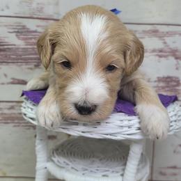 Pepper - Apricot male Goldendoodle puppy in Grabill, Indiana from Rose's Doodles