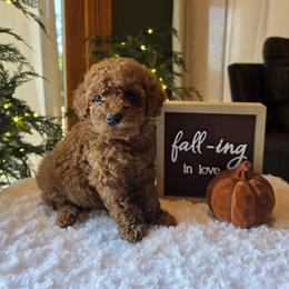 Yellow Collar Bella - Red  female Goldendoodle puppy in Bristol, Tennessee from 4goldendoodles