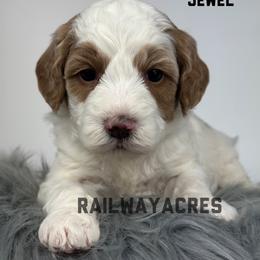 Jewel - Parti female Goldendoodle puppy in Milford, Indiana from Railway Acres Kennel