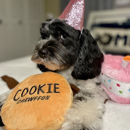 Cookie  - Cockapoo